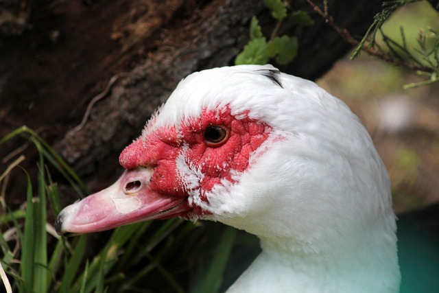 吸引了无数 吸引了无数